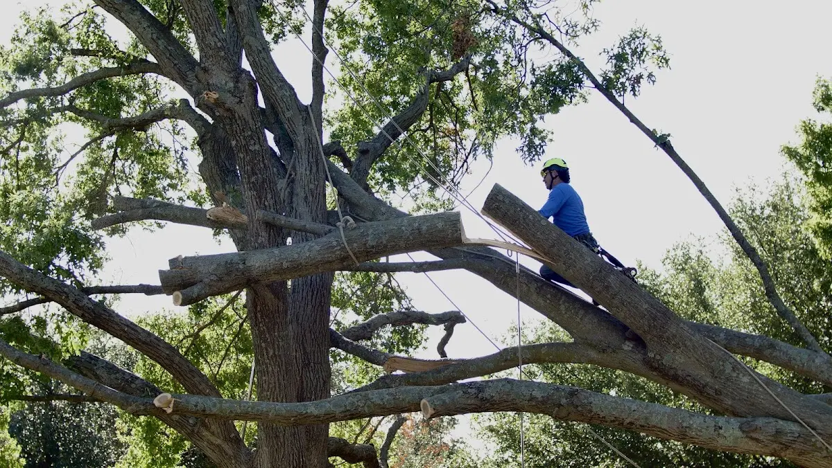 Professional Crown Thinning performed by certified arborists in Sumter